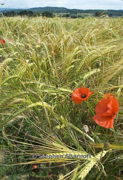 wheat and poppies graphic